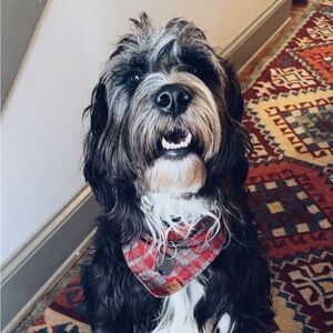 Meet your Posher, Cary